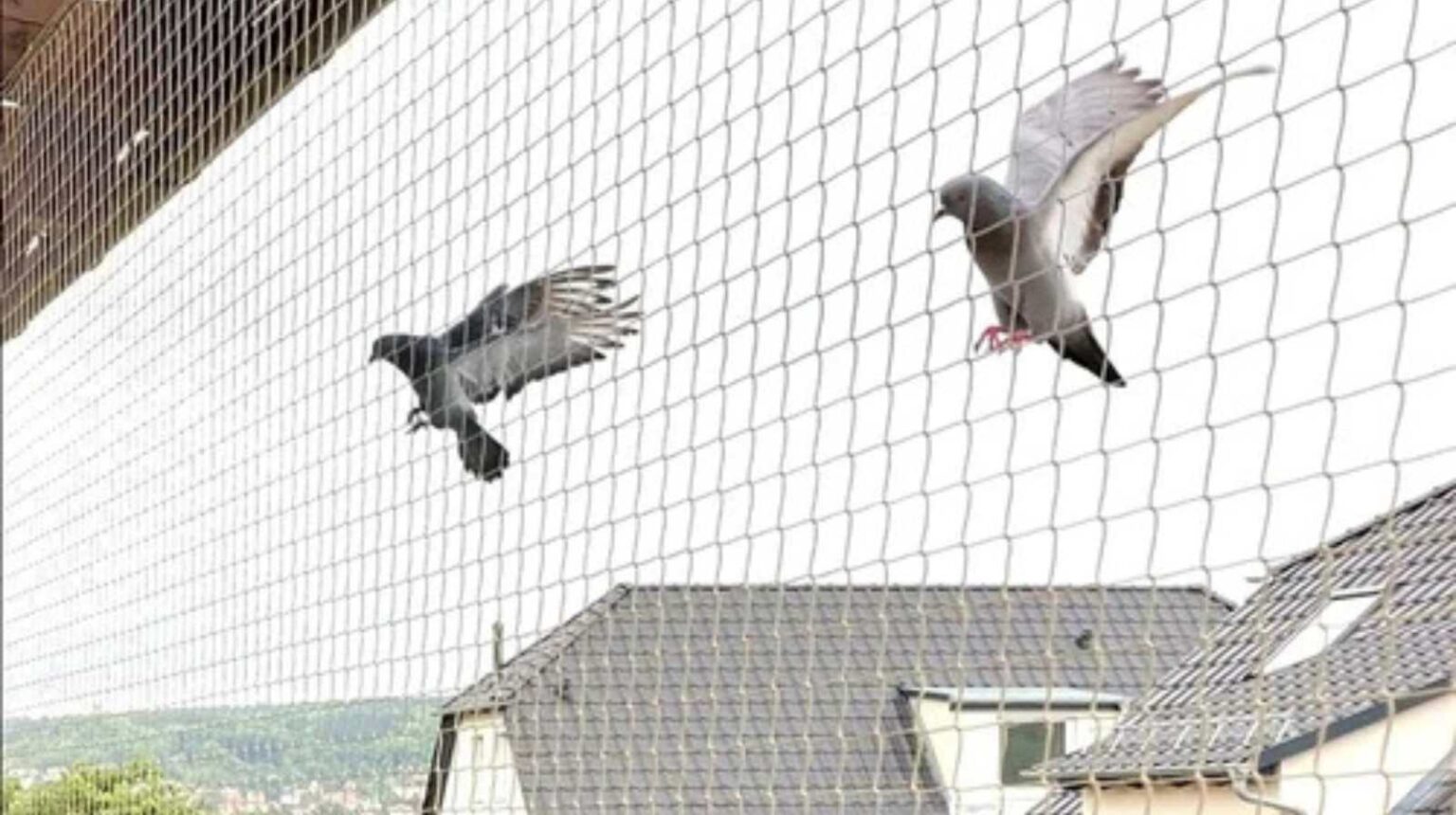 Pigeon Nets
