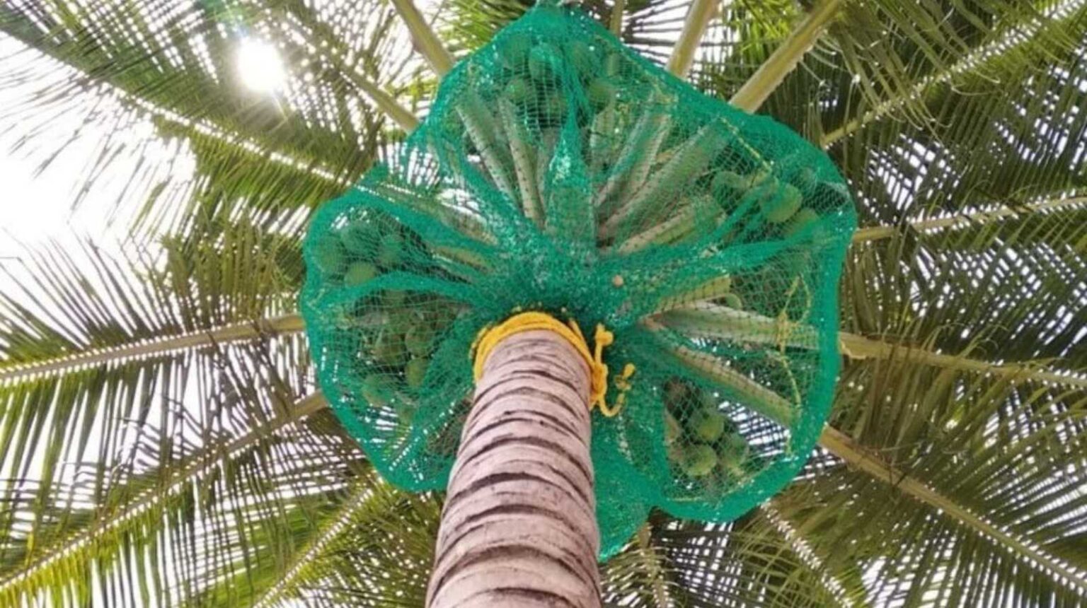Coconut Tree Safety Nets